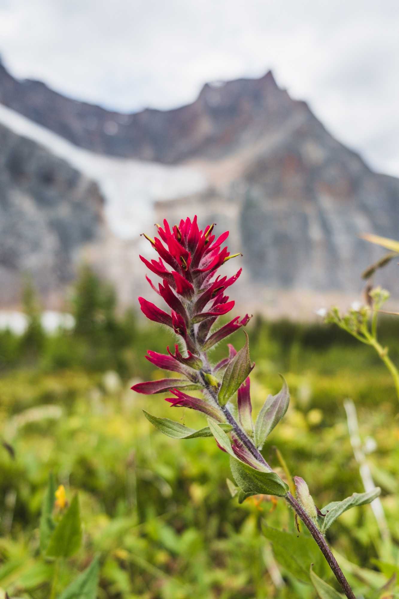 lone flower