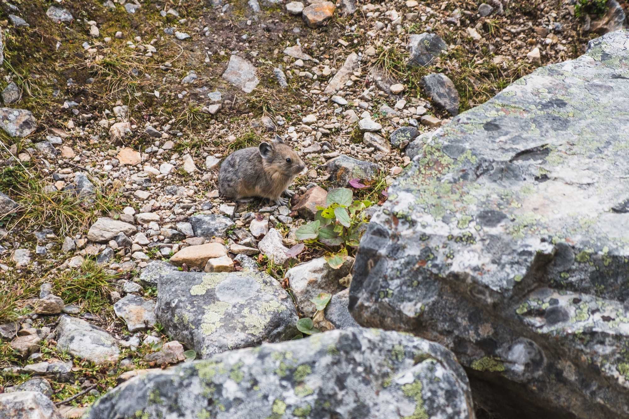 pika