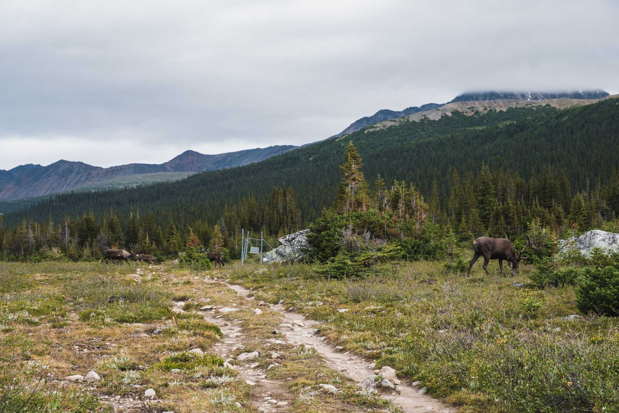 caribou herd